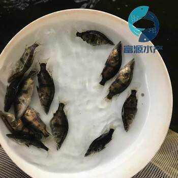 四川南充鱖魚苗批發(fā)四川宜賓桂魚苗出售