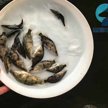 四川南充鱖魚苗批發(fā)四川宜賓桂魚苗出售