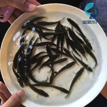 四川達(dá)州雜交生魚苗批發(fā)浙江舟山烏鱧魚苗出售