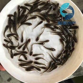 山東濟南黃鯰魚苗批發(fā)山東威海雜交鯰魚苗出售