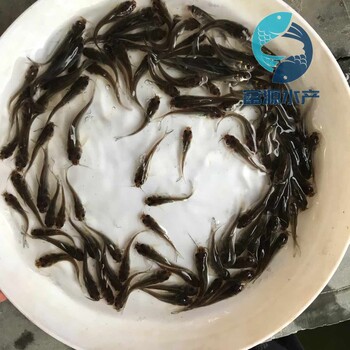 山東濟南黃鯰魚苗批發(fā)山東威海雜交鯰魚苗出售