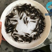 江蘇常州黃鯰魚苗批發重慶雜交鯰魚苗出售圖片
