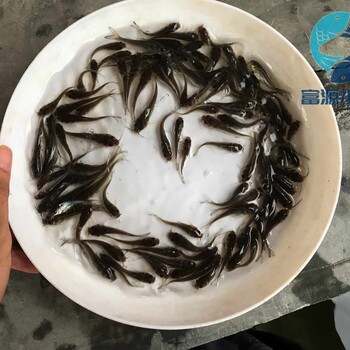 山東濟南黃鯰魚苗批發(fā)山東威海雜交鯰魚苗出售