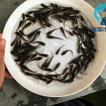 山東濟南黃鯰魚苗批發(fā)山東威海雜交鯰魚苗出售