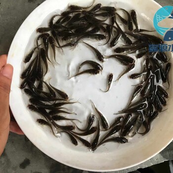 山東濟南黃鯰魚苗批發(fā)山東威海雜交鯰魚苗出售