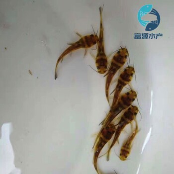 廣西河池黃骨魚苗批發(fā)廣西梧州雜交黃顙魚苗出售
