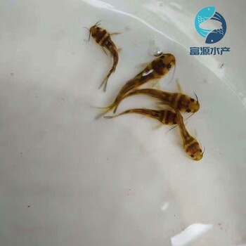 廣西河池黃骨魚苗批發(fā)廣西梧州雜交黃顙魚苗出售