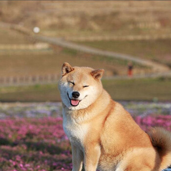 滄州東光柴犬哪里賣大型狗場