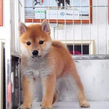 滄州東光柴犬哪里賣大型狗場
