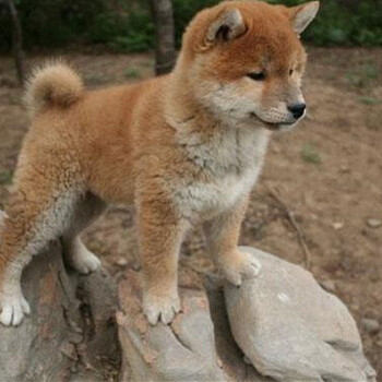 滄州東光柴犬哪里賣大型狗場