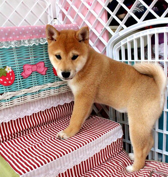 滄州東光柴犬哪里賣大型狗場