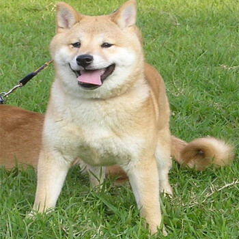 滄州東光柴犬哪里賣大型狗場