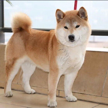 臺(tái)州仙居柴犬哪里賣大型狗場(chǎng)