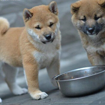 益陽沅江柴犬價格大型狗場