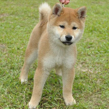 湘潭雨湖柴犬出售附近狗场