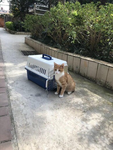 鹤壁宠物猫狗运输靠谱客车托运