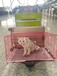 亳州猫咪宠物托运宠物专车宠物托运费用