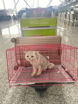 朔州寵物小狗托運寵物專車寵物狗托運