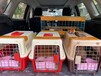 南京宠物猫狗运输宠物专车汽车带宠物托运
