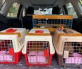 汕头宠物猫狗运输宠物专车汽车带宠物托运