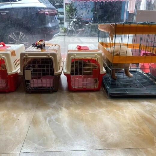 阳江宠物托运猫咪靠谱宠物托运运输费用