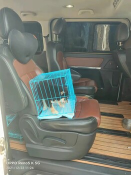 衢州寵物托運在線寵物專車靠譜貓咪狗狗搬家運輸