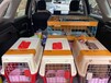 梅州宠物托运运输本地服务宠物托运运输费用