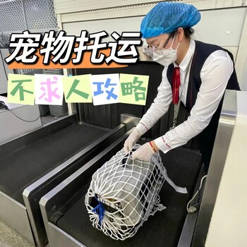 宁波宠物托运在线靠谱航空托运