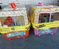 鶴崗寵物托運貓咪靠譜寵物托運運輸費用