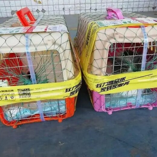 福州宠物小猫托运宠物专车宠物活体运输
