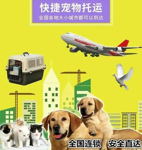九江宠物小猫托运本地服务靠谱猫咪狗狗搬家运输
