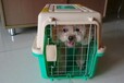 兰州宠物托运宠物专车航空运输有氧舱