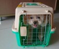 兰州宠物托运宠物专车航空运输有氧舱