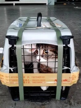 泰州宠物小猫托运靠谱火车邮递托运服务