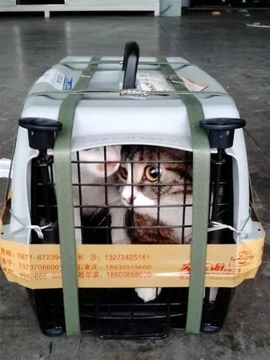 湘西宠物托运猫咪宠物专车宠物火车托运