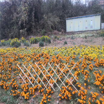 泸州江阳区菜地护栏花池小护栏竹篱笆竹子护栏