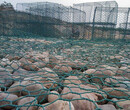 海西石龙网箱边坡防护网河道护坡电焊网格宾网厂家