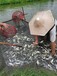 魚苗花鰱、白鰱、