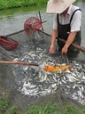 草魚苗