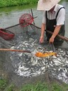 草魚(yú)苗