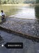 魚苗花鰱、白鰱、草魚5-8公分、10公分混合魚苗
