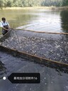 魚苗花鰱、白鰱、草魚5-8公分、10公分混合魚苗