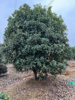 12公分桂花價格和叢生桂花基地