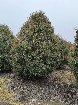 12公分紅葉石楠樹(shù)種植廠家