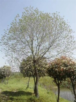 30公分烏桕價格如何