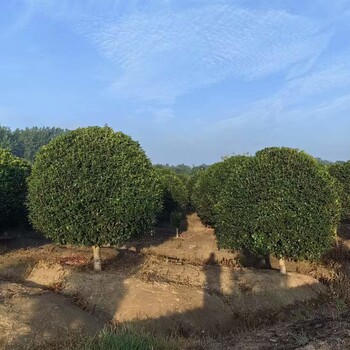 12公分桂花樹行情，產(chǎn)地批發(fā)
