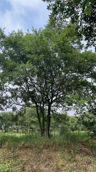 8米高叢生樸樹價格行情表