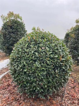 2米5紅葉石楠球介紹