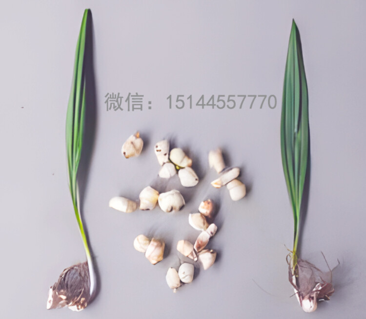 16747700-0.jpg@750w_750h_90Q
