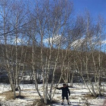 叢生白樺樹價格—白樺樹價格—白樺—白樺樹多少錢—白樺新報價